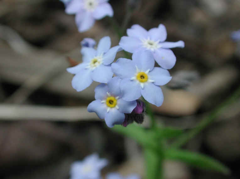 Forget-me-not (Myosotis scorpioides or Myosotis palustris) - 06