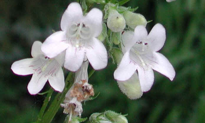 Foxglove Beardtongue (Penstemon digitalis) - 01a