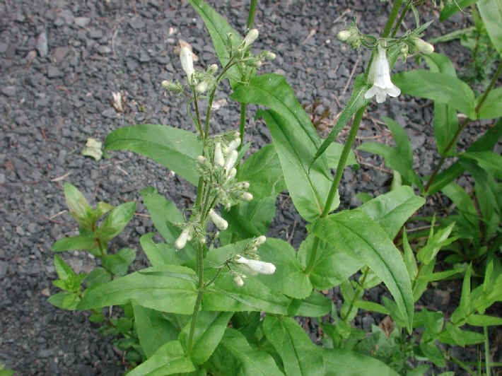 Foxglove Beardtongue (Penstemon digitalis) - 04