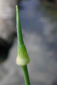 Garlic, Field (Allium vineale) - 01