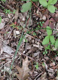Garlic, Field (Allium vineale) - 02
