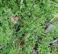 Garlic, Field (Allium vineale) - 03