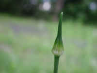 Garlic, Field (Allium vineale) - 04