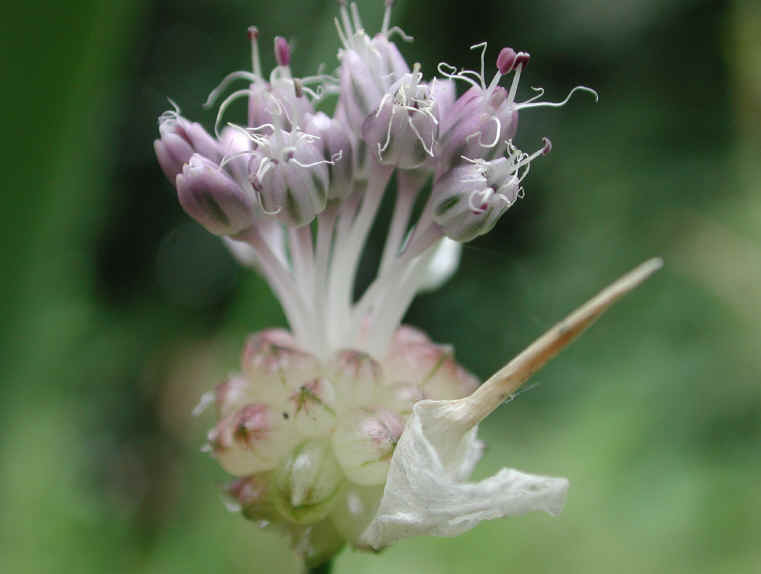 Garlic, Field (Allium vineale) - 06