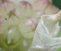 Garlic, Field (Allium vineale) - 06a