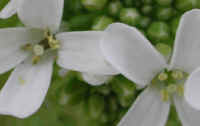 Garlic Mustard (Alliaria officinalis) - 10