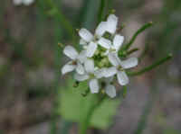 Garlic Mustard (Alliaria officinalis) - 13