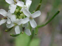 Garlic Mustard (Alliaria officinalis) - 14
