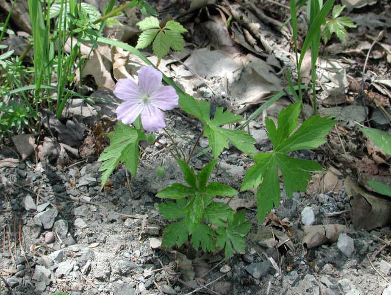 Geranium, Wild (Geranium maculatum) - 07