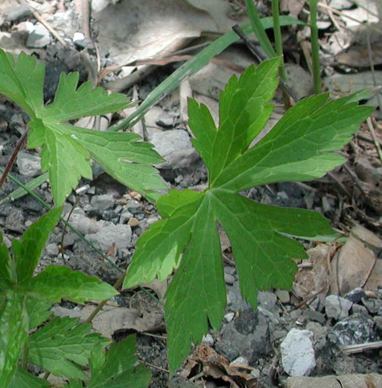Geranium, Wild (Geranium maculatum) - 07a