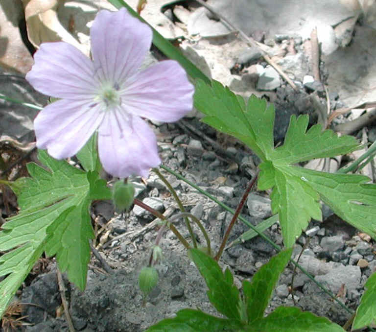 Geranium, Wild (Geranium maculatum) - 07b