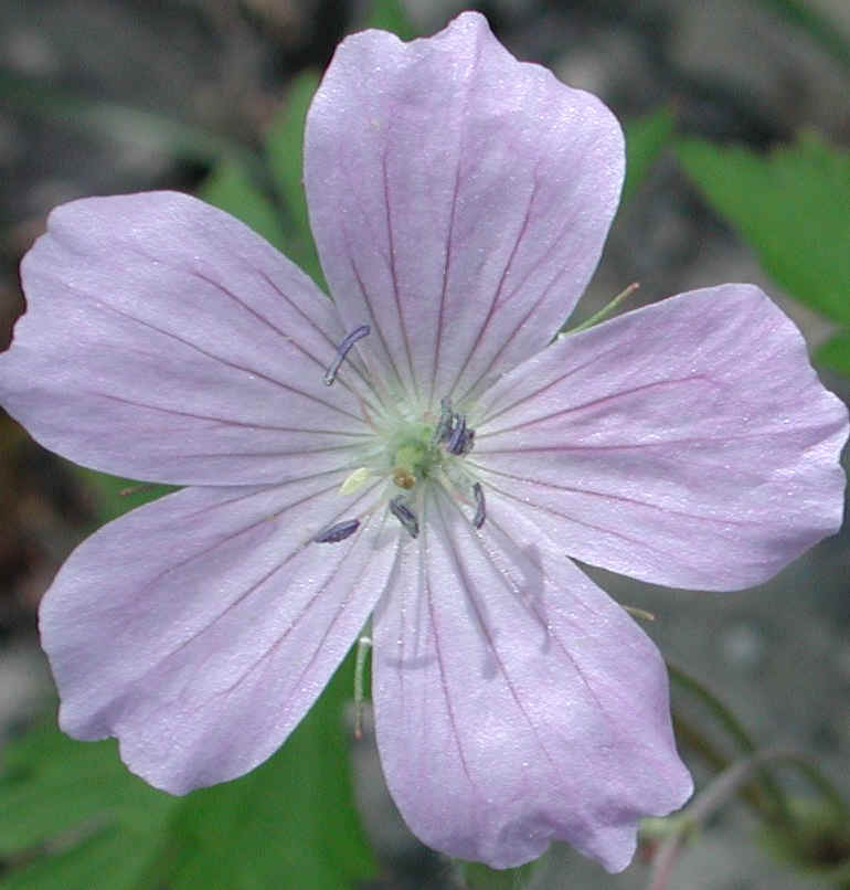 Geranium, Wild (Geranium maculatum) - 09