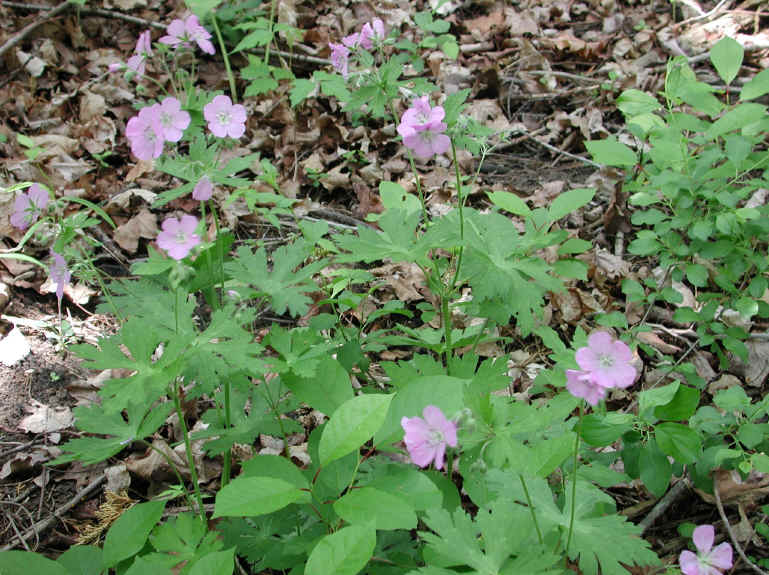 Geranium, Wild (Geranium maculatum) - 10