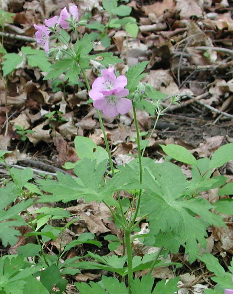 Geranium, Wild (Geranium maculatum) - 10a