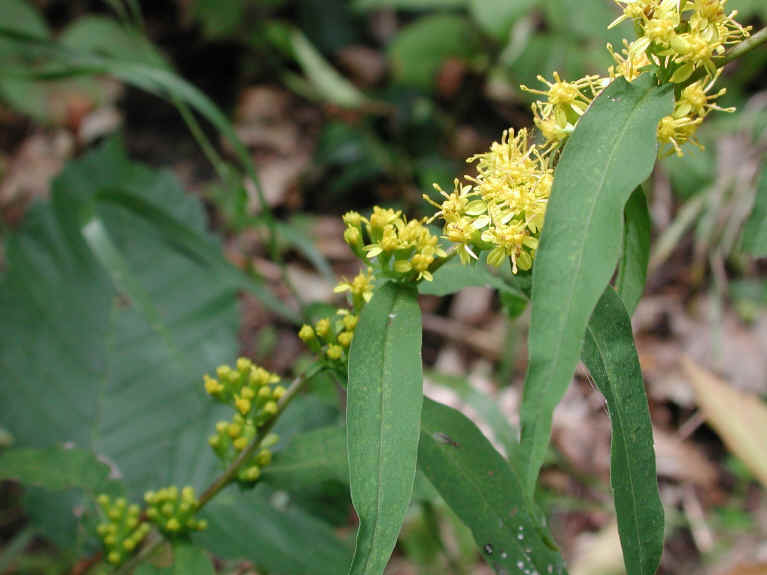 Blue-Stemmed, Bluestem, Woodland, Wreath Goldenrod (Solidago caesia) - 07