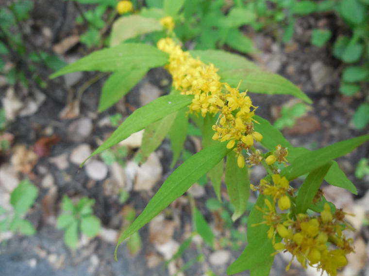 Blue-stemmed Goldenrod - 11