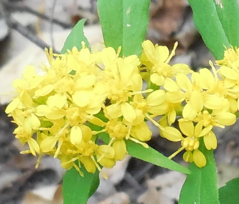 Blue-Stemmed, Bluestem, Woodland, Wreath Goldenrod (Solidago caesia) - 13a