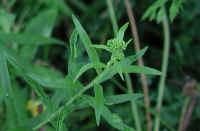 Grass-leaved Goldenrod (Euthamia graminifolia) - 01
