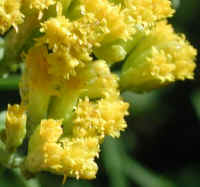 Grass-leaved Goldenrod (Euthamia graminifolia) - 04a