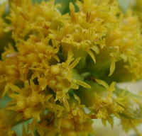 Grass-leaved Goldenrod (Euthamia graminifolia) - 07