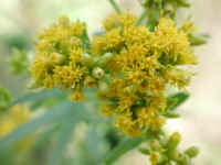 Grass-leaved Goldenrod (Euthamia graminifolia) - 08