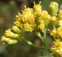 Grass-leaved Goldenrod (Euthamia graminifolia) - 09a