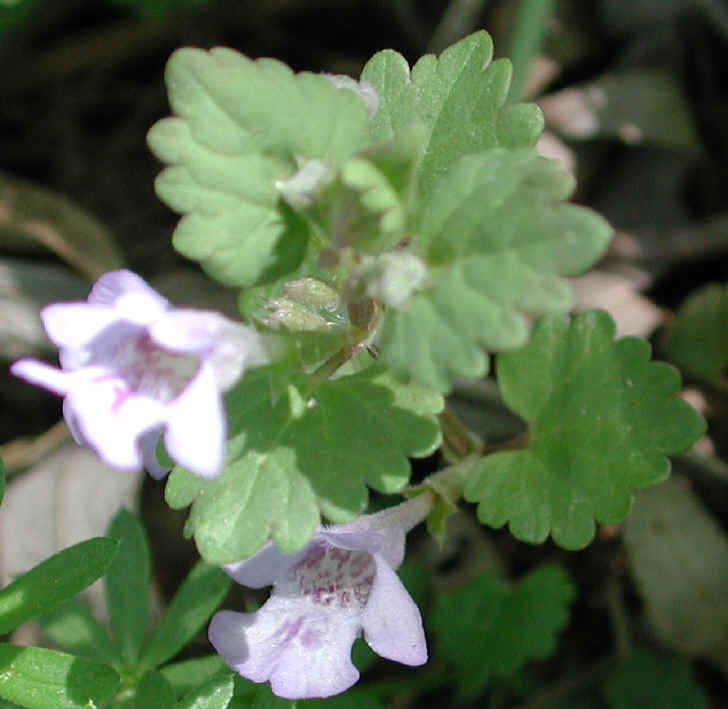 Ground Ivy, Creeping Charley (Glechoma hederacea) - 02