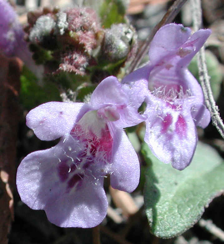 Ground Ivy, Creeping Charley (Glechoma hederacea) - 05