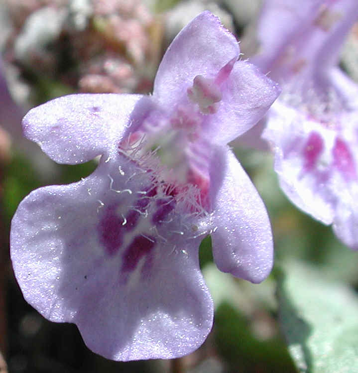 Ground Ivy, Creeping Charley (Glechoma hederacea) - 06