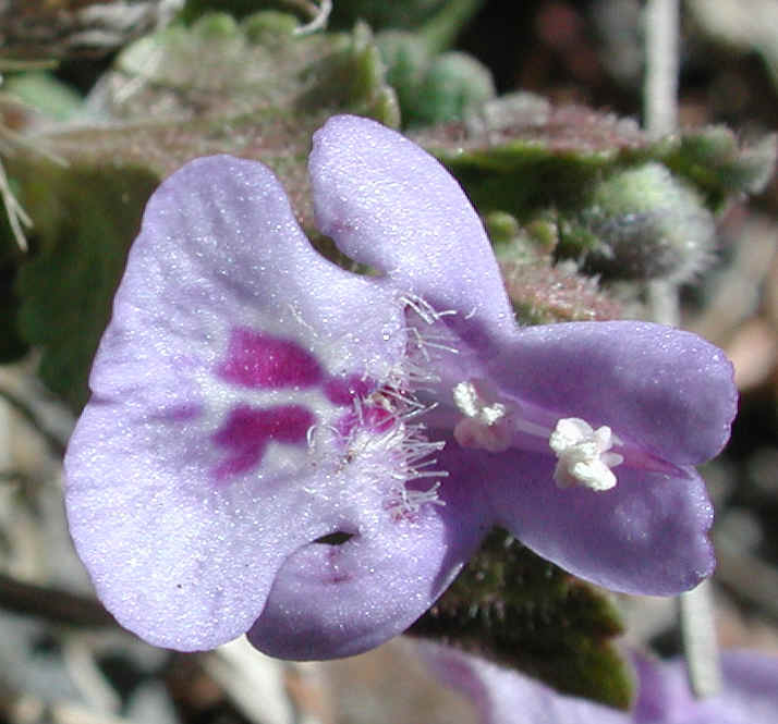 Ground Ivy, Creeping Charley (Glechoma hederacea) - 07