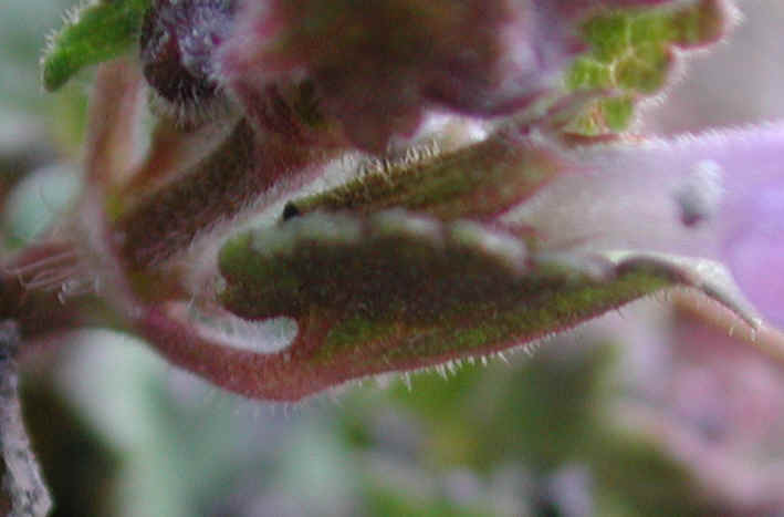 Ground Ivy, Creeping Charley (Glechoma hederacea) - 11