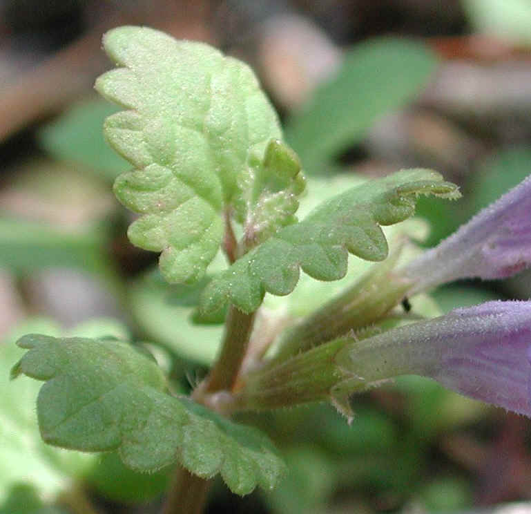 Ground Ivy, Creeping Charley (Glechoma hederacea) - 12a