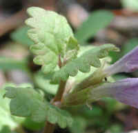 Ground Ivy (Glechoma hederacea) - 12a
