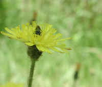 Mouse-ear Hawkweed (Hieracium pilosella) - 06