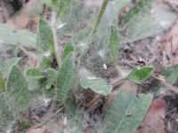 Mouse-ear Hawkweed (Hieracium pilosella) - 13