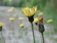 Mouse-ear Hawkweed (Hieracium pilosella) - 15