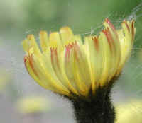 Mouse-ear Hawkweed (Hieracium pilosella) - 16a
