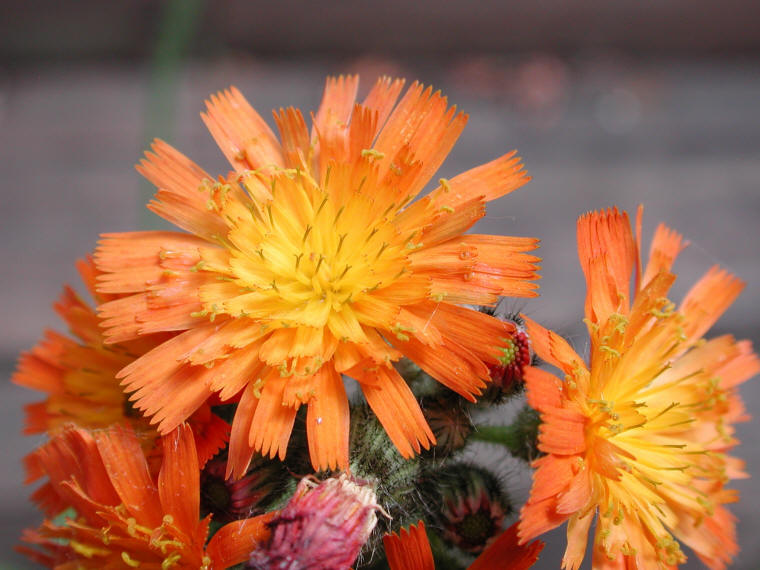 Orange Hawkweed (Hieracium aurantiacum or Pilosella aurantiaca) - 01