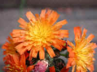 Hawkweed, Orange (Hieracium aurantiacum or Pilosella aurantiaca) - 01