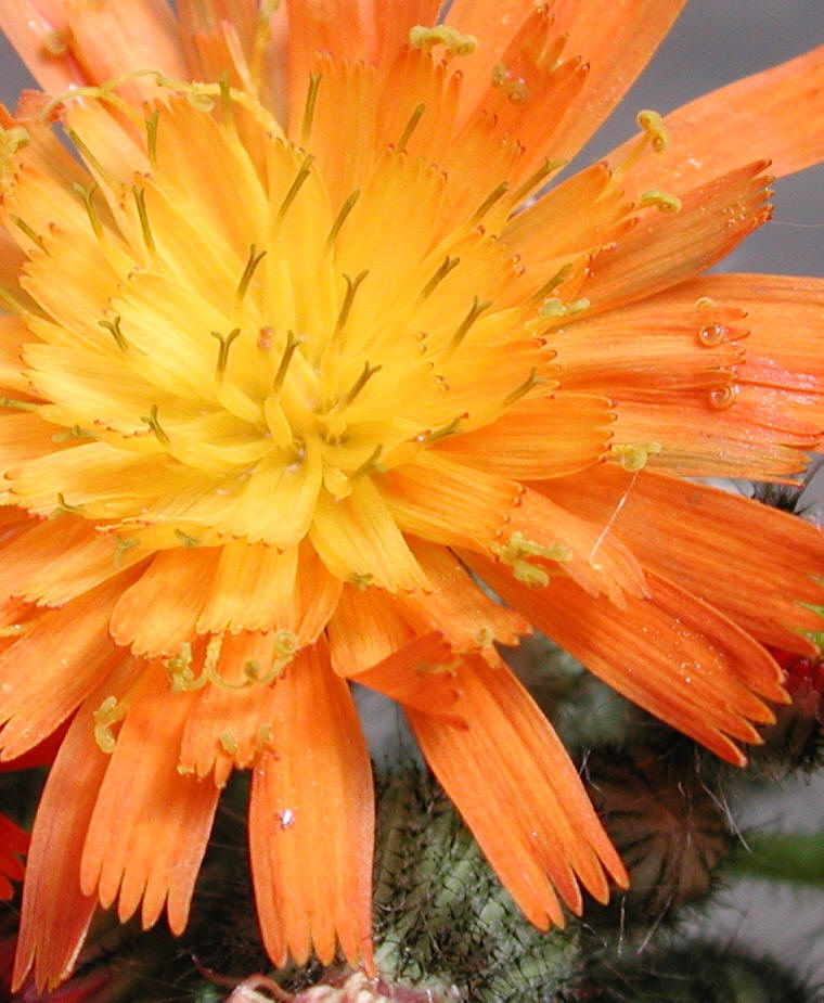 A bee's eye view of a Orange Hawkweed flower