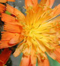 Hawkweed, Orange (Hieracium aurantiacum or Pilosella aurantiaca) - 02a