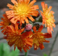 Hawkweed, Orange (Hieracium aurantiacum or Pilosella aurantiaca)