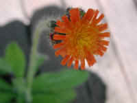Hawkweed, Orange (Hieracium aurantiacum or Pilosella aurantiaca) - 04