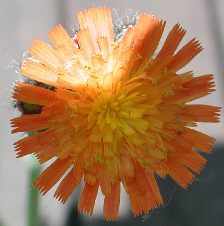 Orange Hawkweed (Hieracium aurantiacum or Pilosella aurantiaca) - 05
