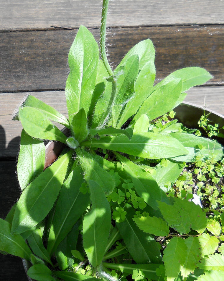 Orange Hawkweed has hairy leaves and stems
