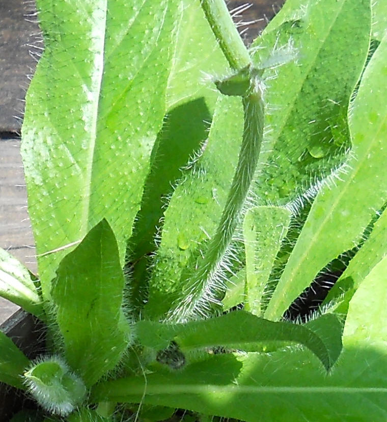 Orange Hawkweed (Hieracium aurantiacum or Pilosella aurantiaca) - 08a