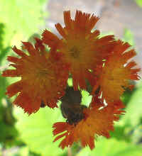 Hawkweed, Orange (Hieracium aurantiacum or Pilosella aurantiaca) - 09