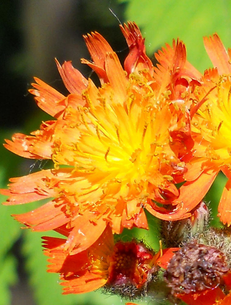 Orange Hawkweed - 12