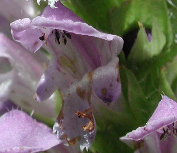 Healall or Selfheal (Prunella vulgaris) - 03a