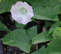 Hedge Bindweed (Convolvulus sepium) - 04
